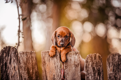 Baby dachshund dog with paws on grey rustic fence