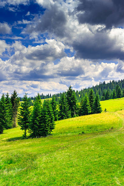 istock vertical clearing  in a  mountain forest after the storm 176682170