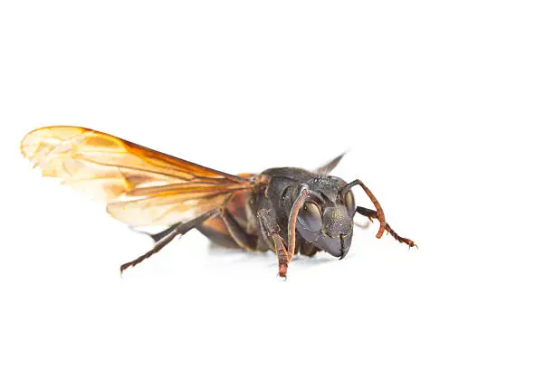 Photo of Closeup wasps are aggressive insects