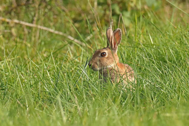 The European rabbit or common rabbit (Oryctolagus cuniculus) is a species of rabbit native to southwestern Europe (Spain and Portugal) and northwest Africa (Morocco and Algeria). It has been widely introduced elsewhere, often with devastating effects on local biodiversity.