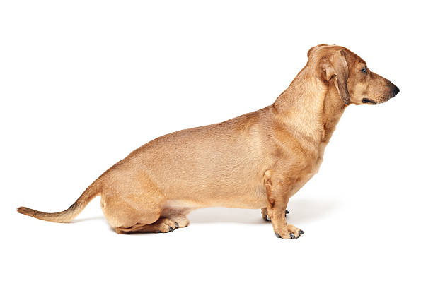 istock cute brown dachshund dog isolated on white background 176682530