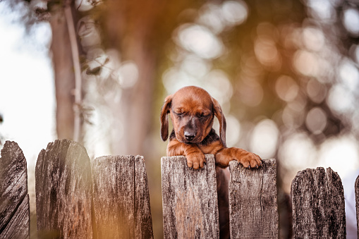 Baby dachshund dog sleeping on grey rustic fence