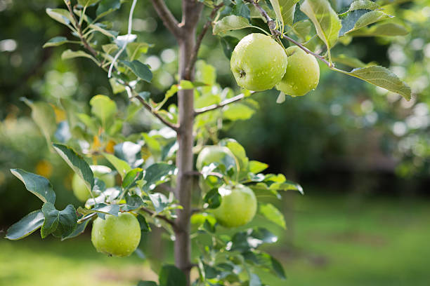 istock green apples on a branch 176682694