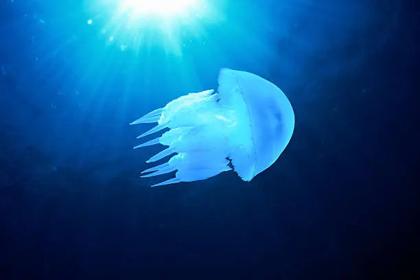 Photo of Jellyfish Underwater