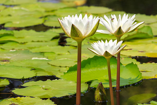 istock White Water Lily Blooming in Sunshine Day, Closeup 176682847