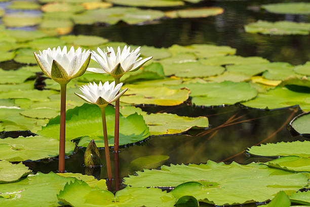 istock White Water Lily Blooming in Sunshine Day, Tranquil Nature 176682851