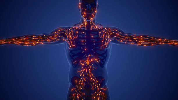 istock Anatomy of the lymphatic system 1766830850