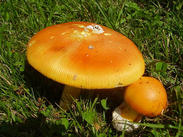 Amanita Caesarea Mushrooms Amanita Caesarea Mushrooms, aka Caesars Mushroom. In France known as Roi de Champignons amanita caesarea stock pictures, royalty-free photos & images
