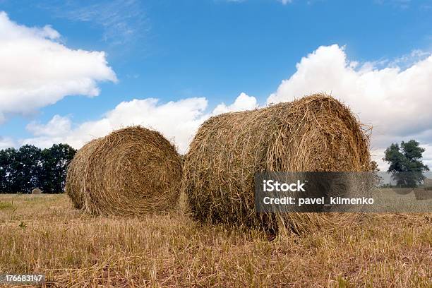 Hay Rotoli Su Prato - Fotografie stock e altre immagini di Agricoltura - Agricoltura, Ambientazione esterna, Balla di fieno