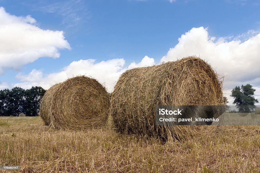 Rolos no Prado de Feno - Royalty-free Agricultura Foto de stock