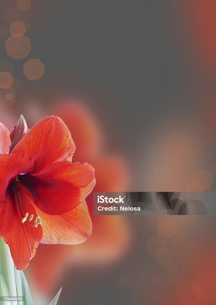 amaryllis background a gray amaryllis background with a red blossom Amaryllis Stock Photo