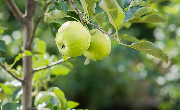 istock green apples on a branch in an orchard 176684160