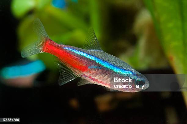 Neon Tetra Tropical Aquarium Fish Paracheirodon Innesi Stock Photo - Download Image Now