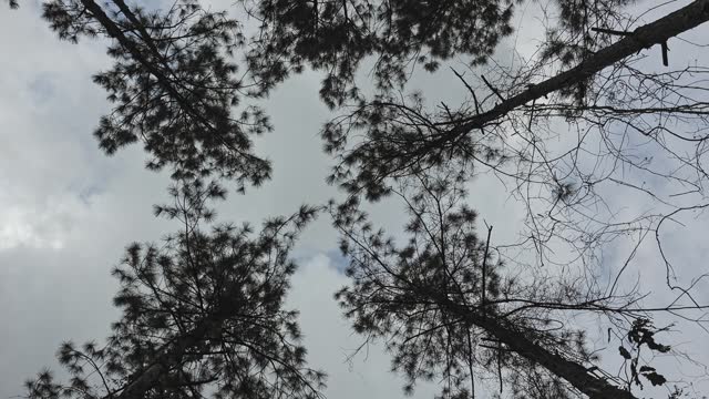 View straight up through Tree Tops