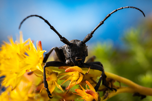 Morimus Funereus Beetle in Summertime Close Up while Climbing over a Flowering Semprevivum Plant