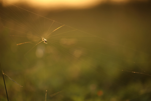 Zoom in look of a  spider weaving web