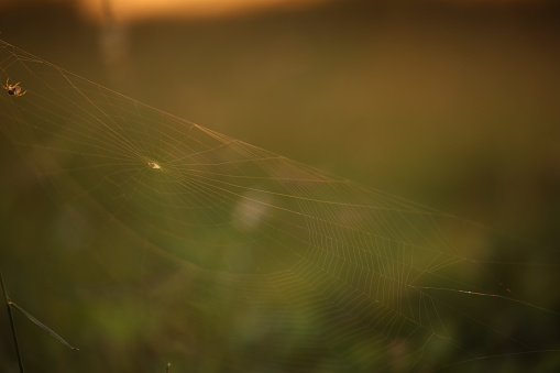 A spider web has a colorful background from the flowers that surround it.