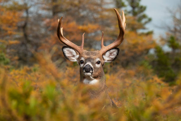 istock Whitetail deer buck male 1766855151