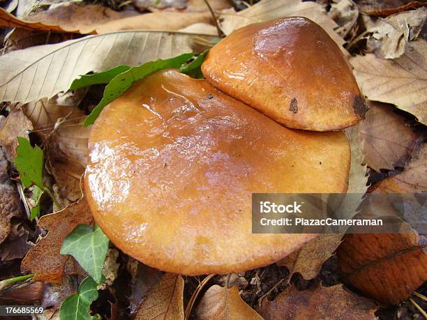 Photo libre de droit de Paire De Slippery Jack Champignons banque d'images et plus d'images libres de droit de Champignon - Champignon, Glissant, Valet