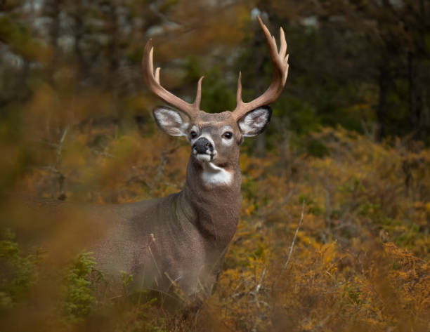 Whitetail deer  huge buck Anticosti