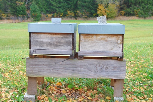 Beehives in autumnal landscape. Allgäu, Bavaria.