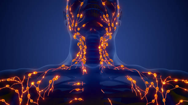 istock Lymphatic system Anatomy and Physiology 1766857878