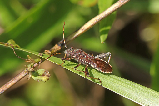 06 september 2023, Basse Yutz, Yutz, Thionville Portes de France, Moselle, Lorraine, Grand Est, France. It's summer. In a public park, in the vegetation close to the ground, a Camptopus lateralis walks on a blade of grass. It is a small black-brown bug, with a very elongated body and large antennae. The abdomen is fringed with white.