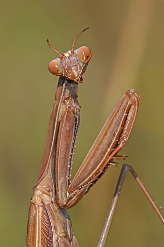 Mantis Plistospilota guineensis