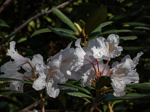 Catawba rhododendron (Rhododendron catawbiense) 'Album' flowering with pale lavender buds open into campanulate, white flowers that have a greenish-yellow blotch in park