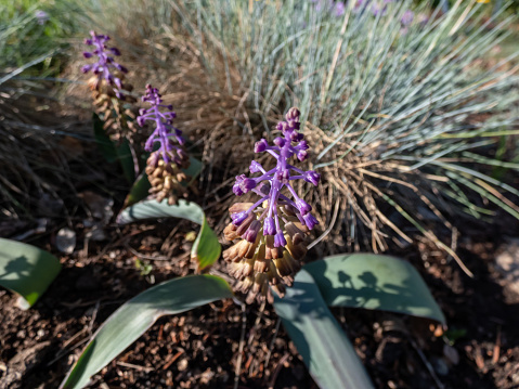 Muscari mirum blooming with tubular flowers of dusky-gold each with a purple mouth. The upper part of the spike is purple with each flower on a hanging pedicel