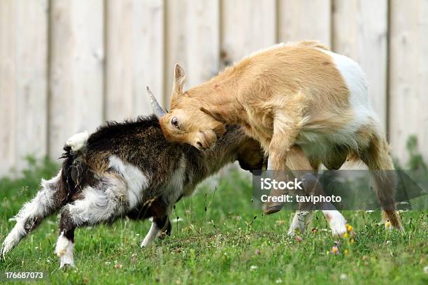 Bauernhof Tiere Kämpfen Stockfoto und mehr Bilder von Ziege - Ziege, Kämpfen, Wut