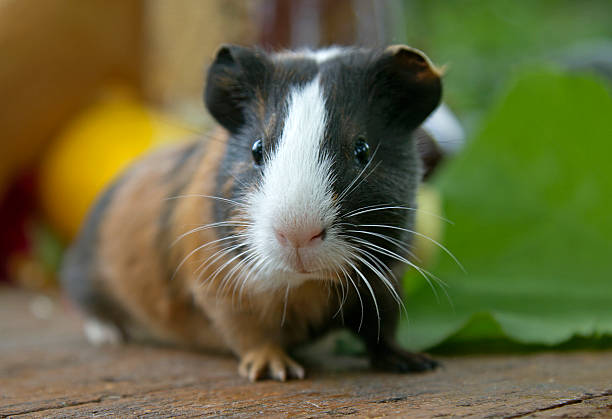 istock A close-up of a cute guinea pig 176687261