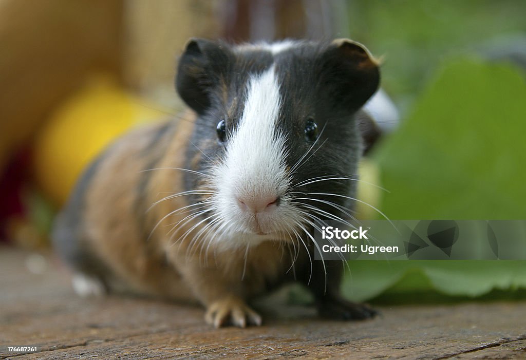 A close-up of a cute guinea pig muzzle of Guinea pig Guinea Pig Stock Photo