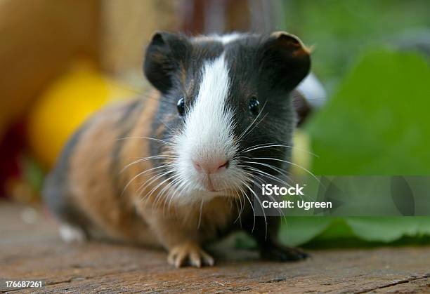 A Closeup Of A Cute Guinea Pig Stock Photo - Download Image Now - Guinea Pig, Hamster, Cute