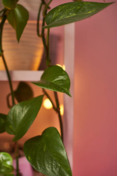 istock epipremnum in home interior. Interior decoration with homeplants. Background. copy space 1766879436