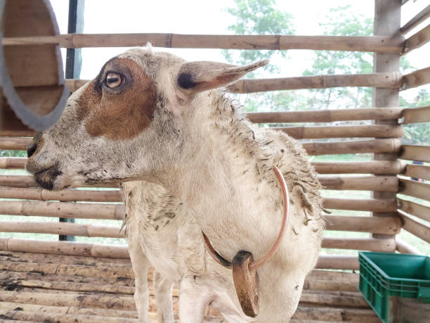 istock ewe looking at camera, sheep, pen, farm 1766879987