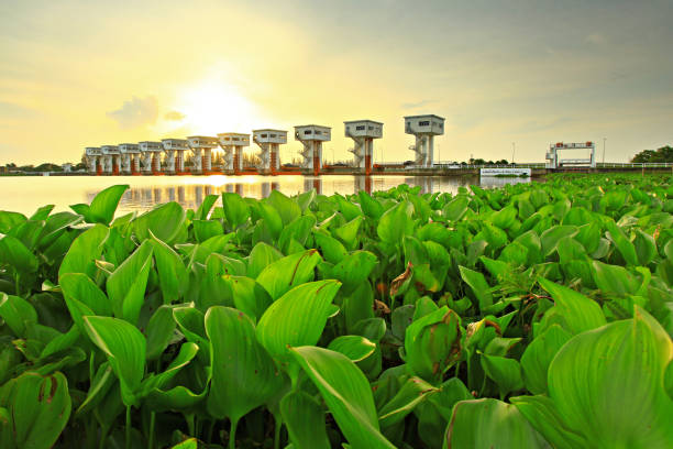 The Royal-initiated Pak Phanang River Basin stock photo