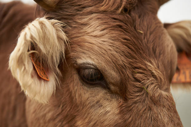Close-up on the eye of a dairy cow from Haute-Saône in her meadow.