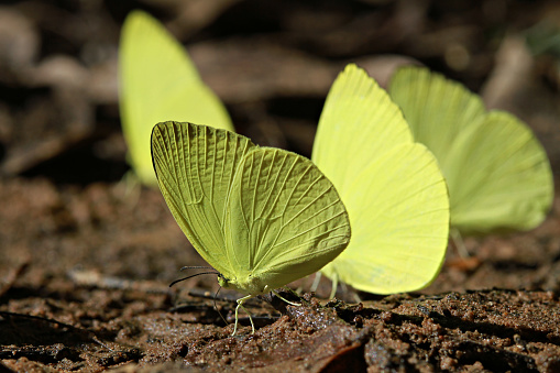 Eurema hecabe or the common grass yellow, is a small pierid butterfly species found in Asia