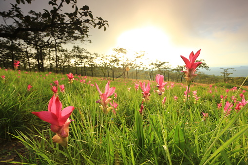 Dok krachiao blooming or Siam-Tulip festival in Thung Bua Sawan (Sai Thong National Park) Chaiyaphum, Thailand