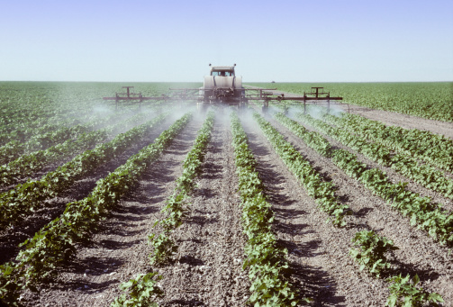 Crop sprayer spraying young cotton plants in a field in the San Joaquin Valley, California