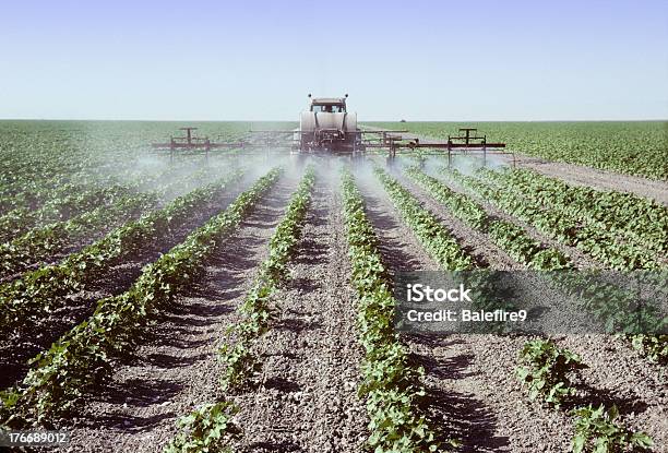 Spraying Young Cotton Plants In A Field Stock Photo - Download Image Now - Cotton Plant, Crop Sprayer, Agricultural Field