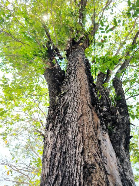 istock Large brumese rosewood tree 1766894042