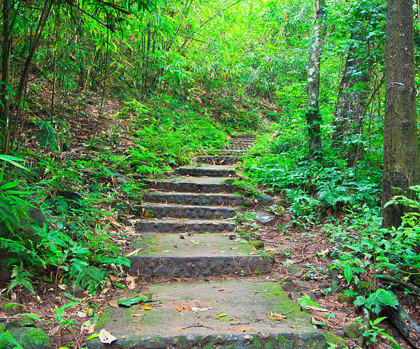 istock Tropical trail in dense rainforest self-guided trails thailand 176689469