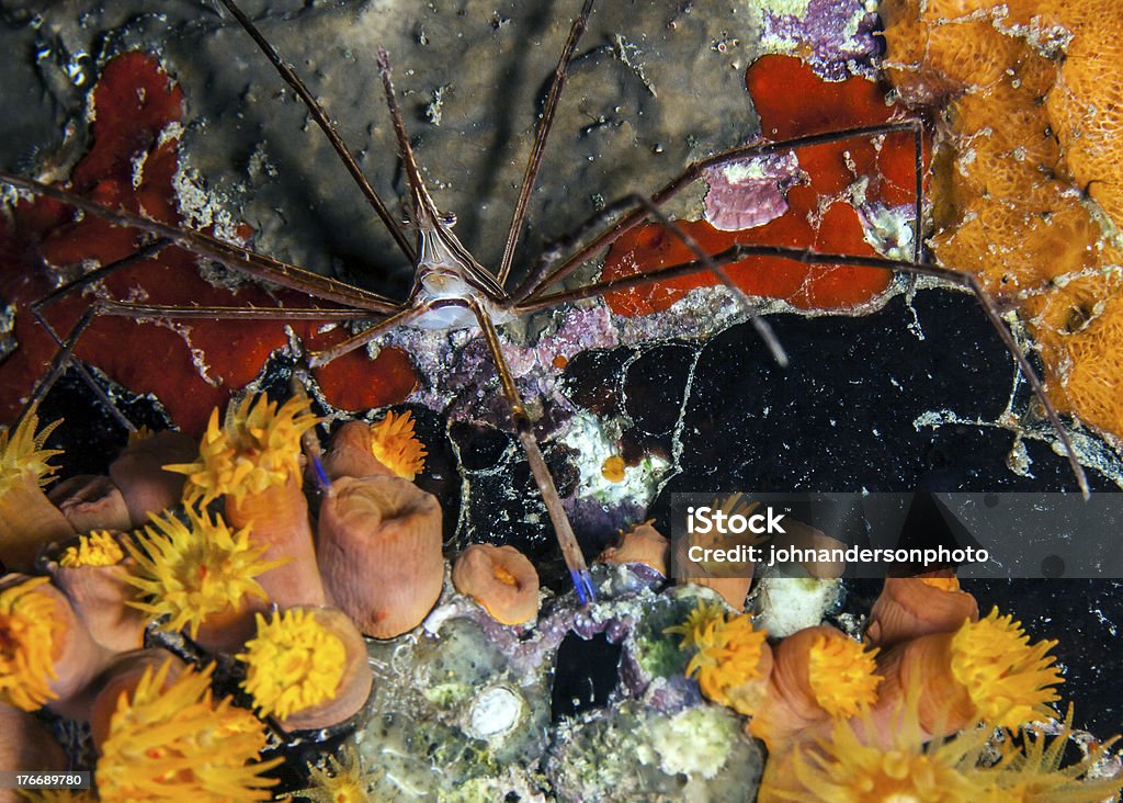 Stenorhynchus seticornis, yellowline Caranguejo-seta - Foto de stock de Bonaire royalty-free