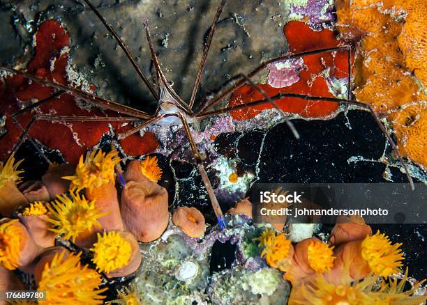 Foto de Stenorhynchus Seticornis Yellowline Caranguejoseta e mais fotos de stock de Bonaire