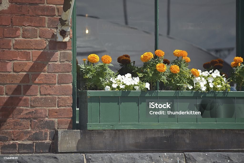 Window box with Orange and Brown Mums Chrysanthemum Stock Photo