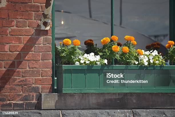 Window Box With Orange And Brown Mums Stock Photo - Download Image Now - Chrysanthemum, Window Box, Brick