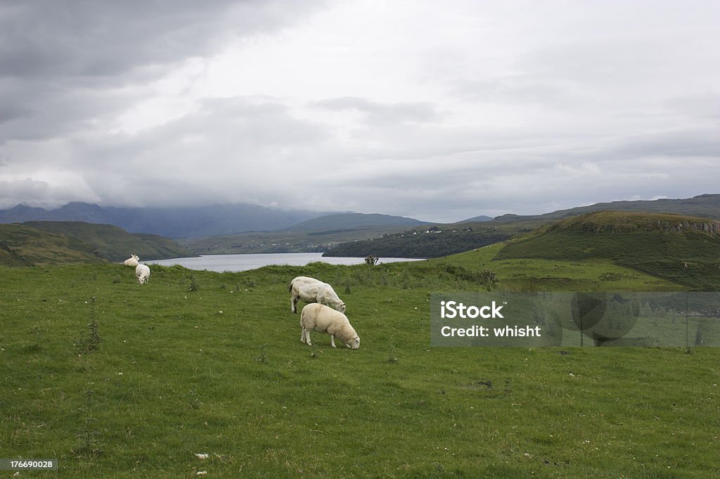 スコットランドの羊 - スカイ島のロイヤリティフリーストックフォト