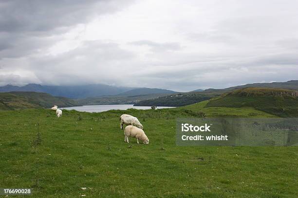 Foto de Scottish De Ovelha e mais fotos de stock de Agricultura - Agricultura, Animal de Fazenda, Escócia